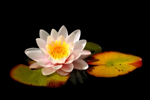 waterlilly
